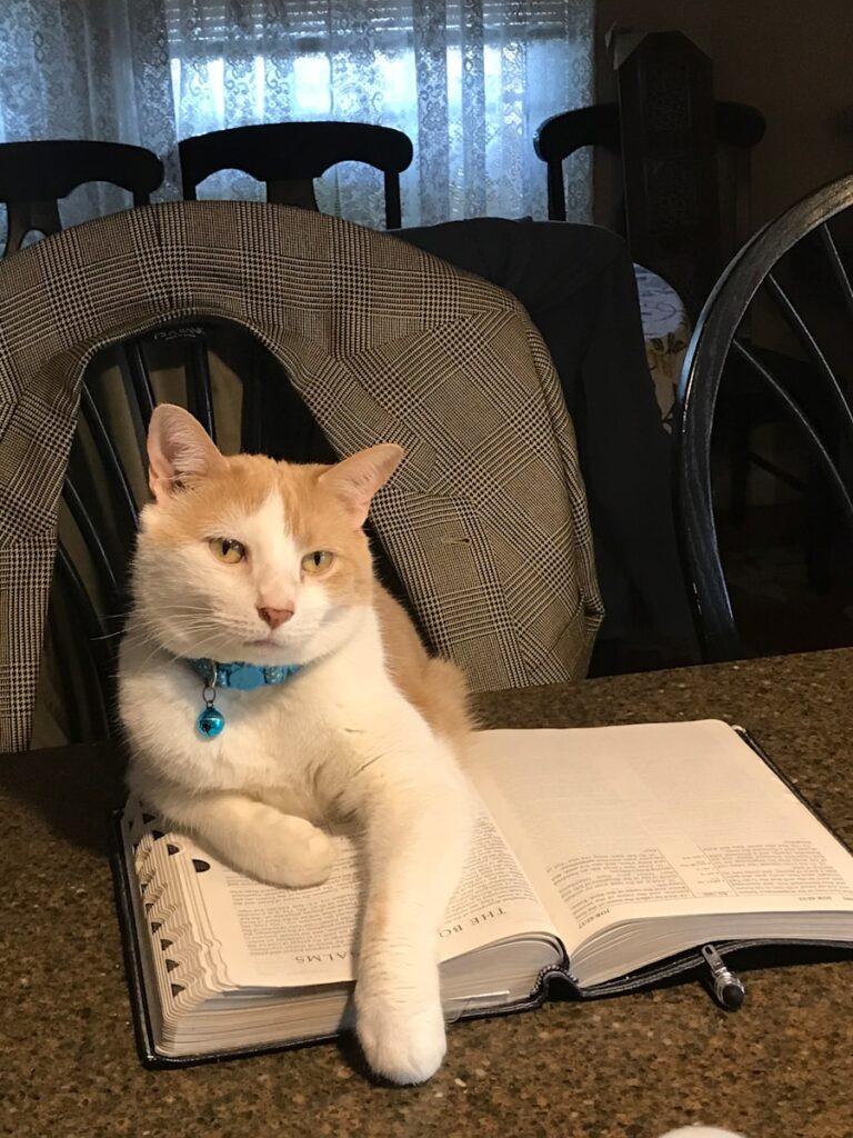 Photo "When can a fine be challenged and how to do it?"