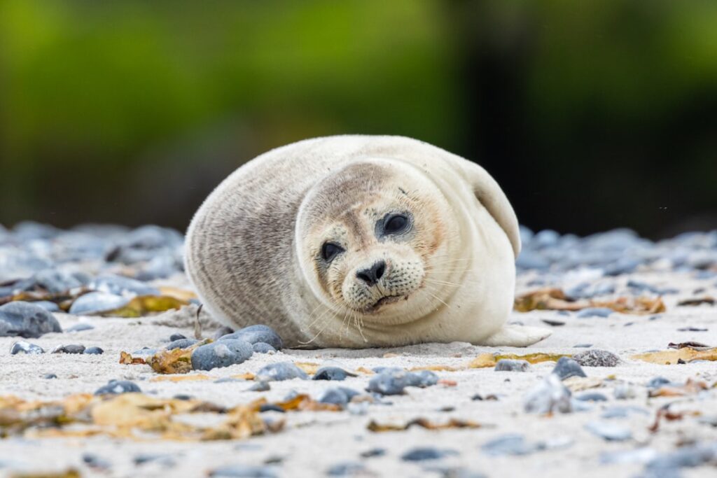 Photo seal maintenance